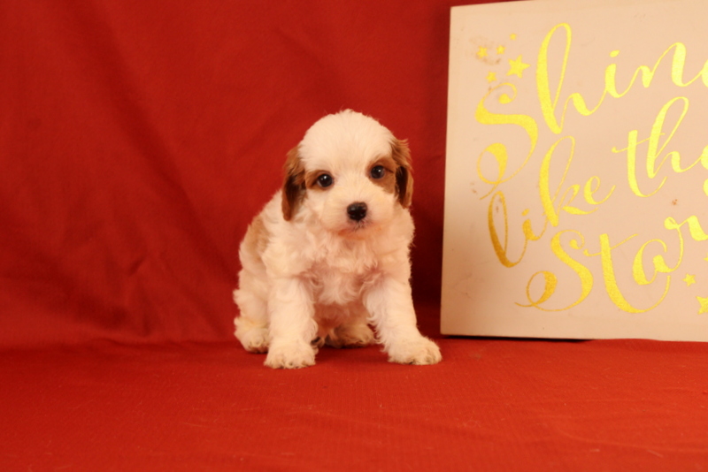puppy, for, sale, Cavapoo, Matthew B. Stoltzfus, dog, breeder, Gap, PA, dog-breeder, puppy-for-sale, forsale, nearby, find, puppyfind, locator, puppylocator, aca